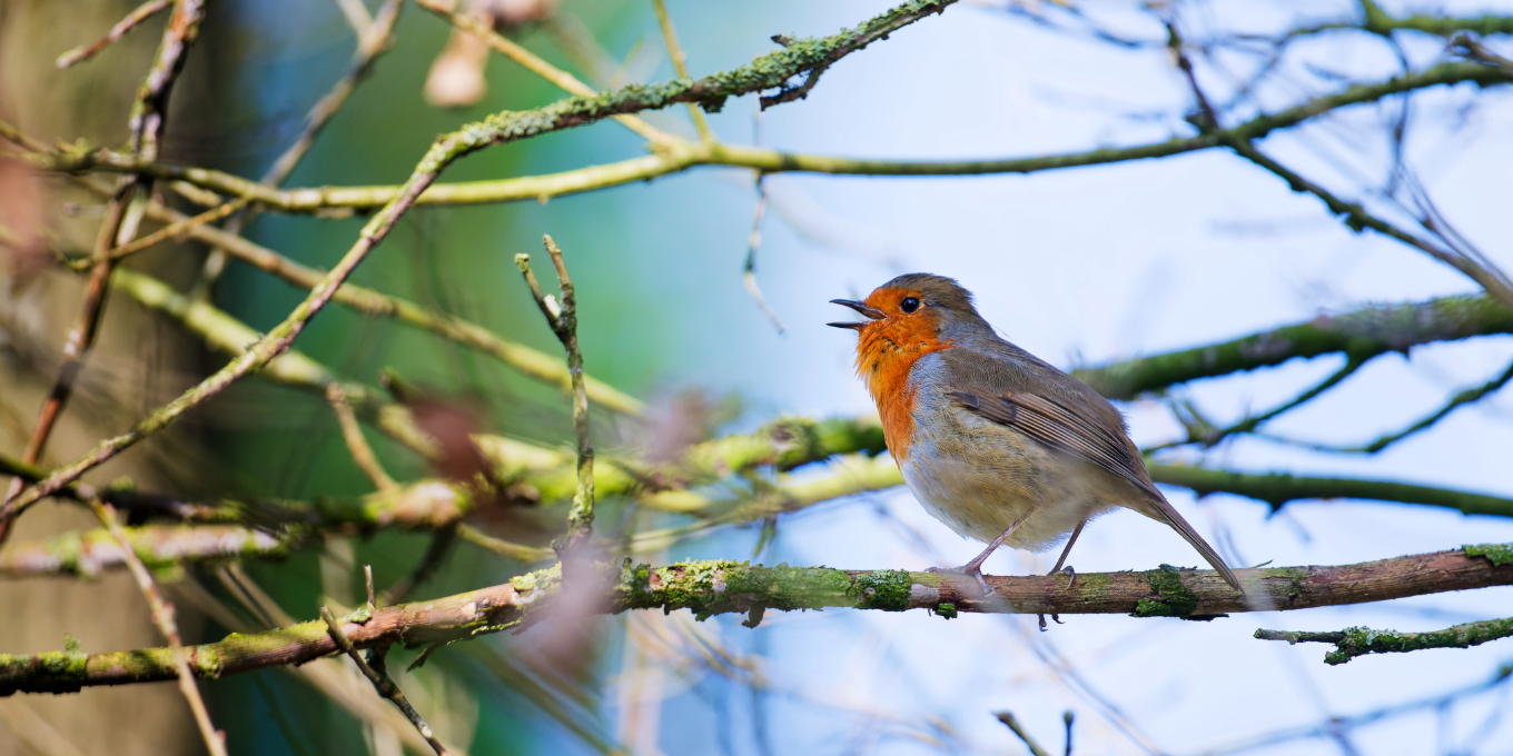 Tour ornithologique du Mont Garrot